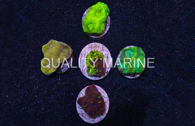 Favia Grade A :: 62448