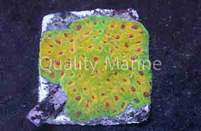 Citrus Lime Favites :: 57277