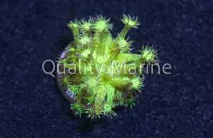 Flower Pot, Glitter Green :: 25066