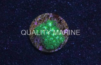 Leptastrea, Green :: 52458