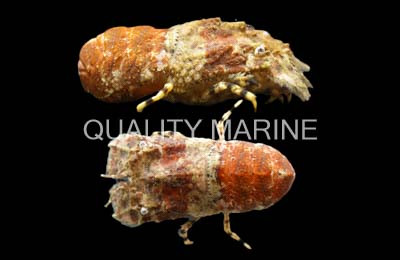 Orange Slipper Lobster :: 54525