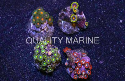 Zoa, Fire & Ice Assorted, Nano :: 55701