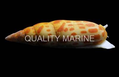 Mitra Blotch Snail :: 39628