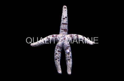 Grained Sea Star :: 35907