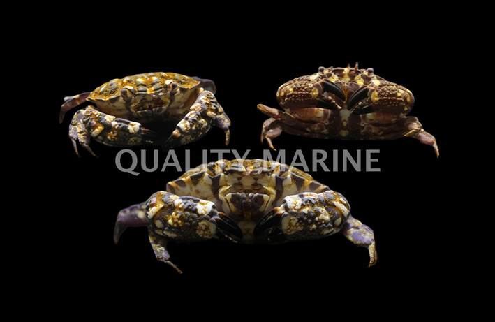 Assorted Crab :: 52501