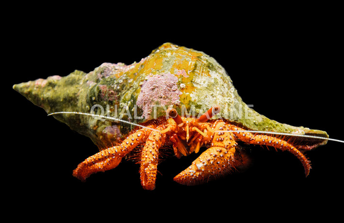 Common Brown Hermit Crab :: 52554