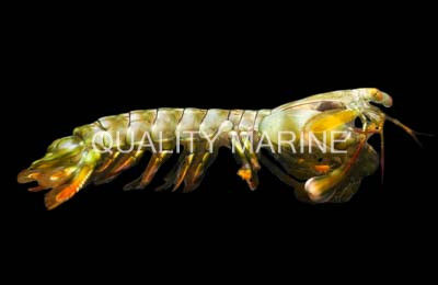 Colored Mantis Shrimp :: 57575