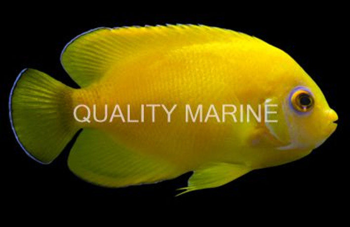 Lemon Peel Angelfish, Hybrid :: 10215