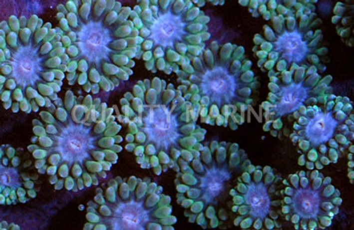 Frogspawn, Ultra :: 72735