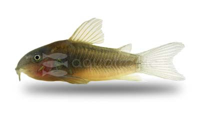 Gold Laser Cw010 :: 17053