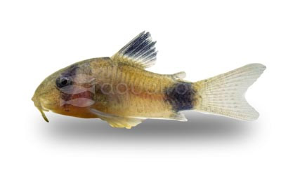 Panda White :: 17057