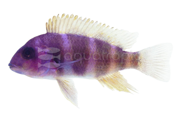 Frontosa Blue Moba :: 18156