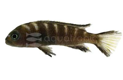 Elongatus Chailosi :: 18183