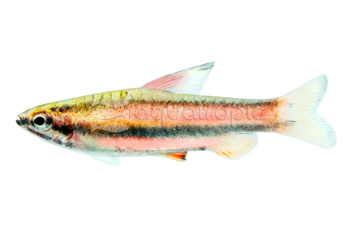 Purple Rubrocaudatus Pencilfish :: 24927