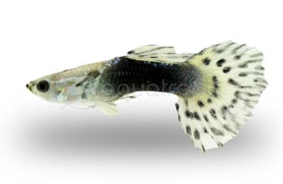 Variegated Blue Dumbo Ear Guppy, Male :: 33093