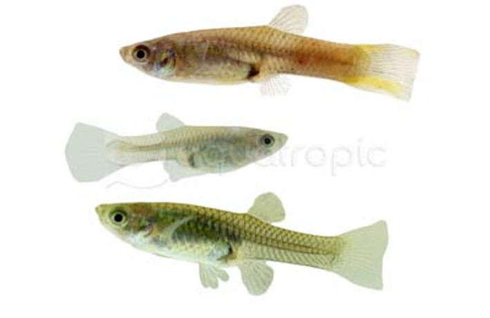 Endler's Mixed Colors Female :: 33507