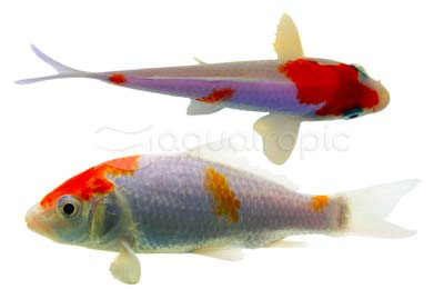 Assorted Imported Koi :: 39101