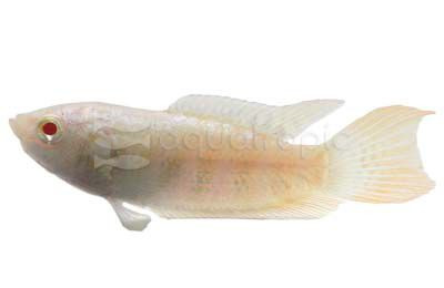 Albino Paradise Gourami :: 39745