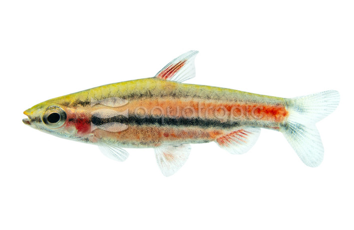 Coral Red Mortenthaleri Pencilfish :: 40717