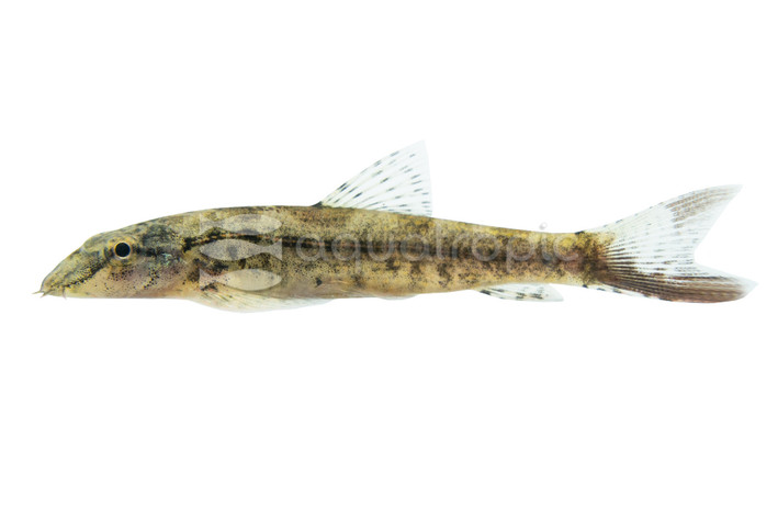 Gecko Loach :: 43118