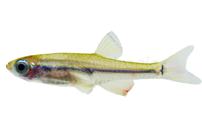 Dwarf Cardinal Minnow :: 46004