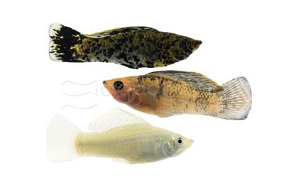 Mixed Sailfin Molly, Male :: 47102