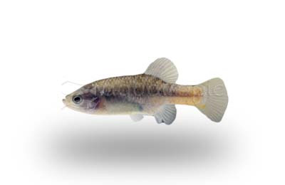 Redtail Splitfin Goodeid :: 49517