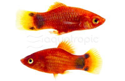 Hifin Neon Marigold Spotted Platy :: 57206