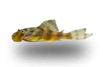 Leopard Frog Plecostomus L134 :: 58084