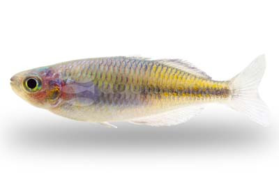 Lake Kurumoi Rainbowfish :: 61033