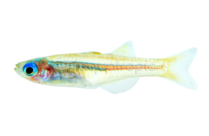Ivantsoff's Blue Eye Rainbowfish :: 61036