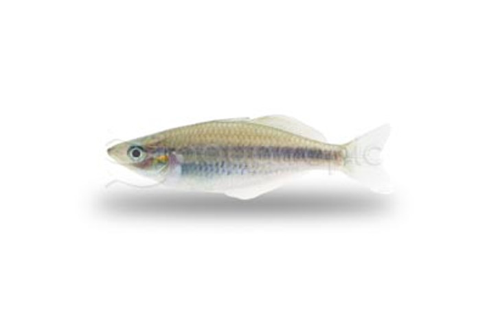 Suarbu :: 61044