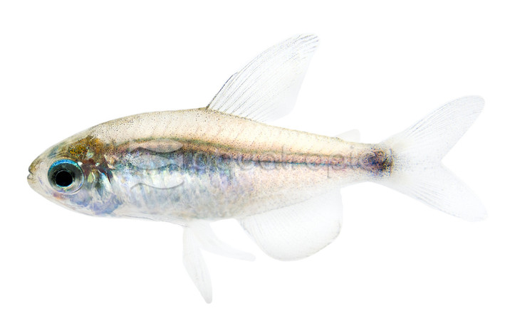 Reed Tetra :: 71079