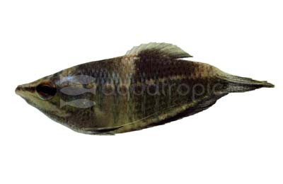 Samurai Gourami :: 75318