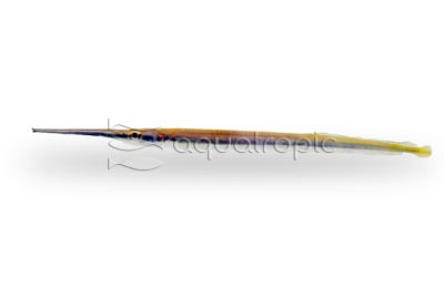 South American Needlefish Gar :: 76339
