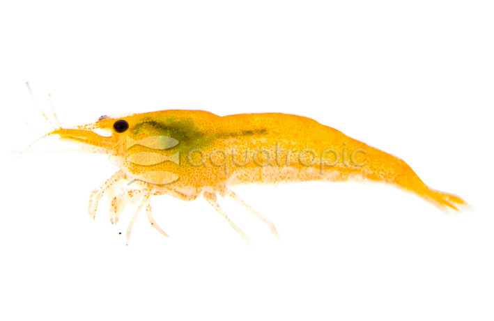 Pumpkin Shrimp :: 20033