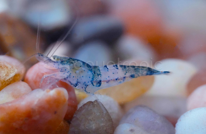 Black Rili Shrimp :: 20040