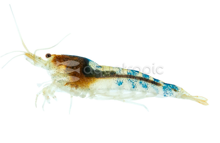 Black Rili Shrimp :: 20040