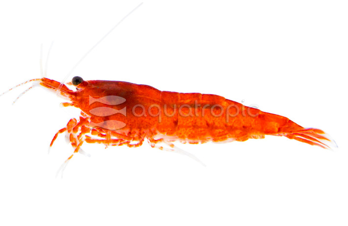 Red Cherry Shrimp :: 20080