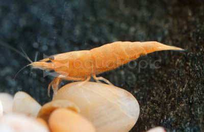 Gold Powder Sunkist Shrimp :: 20082