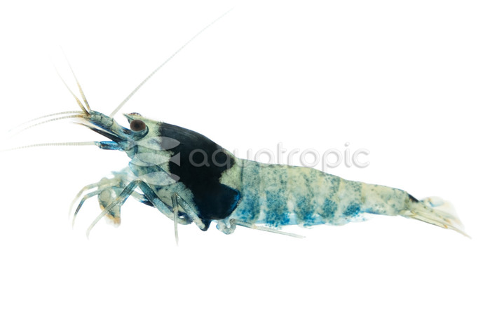 Black King Kong Shrimp :: 20084