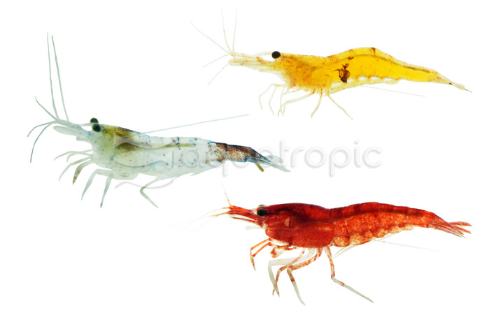 Assorted Neocaridina Shrimp :: 20086