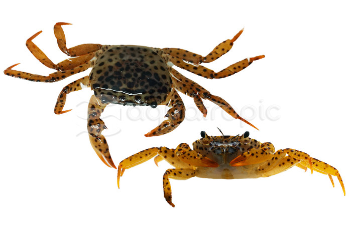 Panther Crab :: 20108