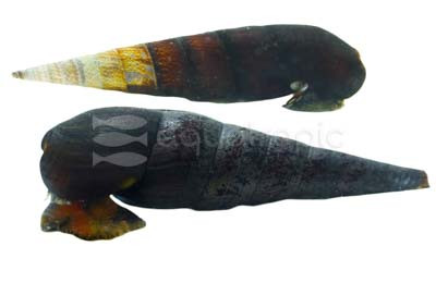 Assorted Rabbit Snail :: 66025