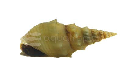 Prambanan Spiky Trumpet Snail :: 68268