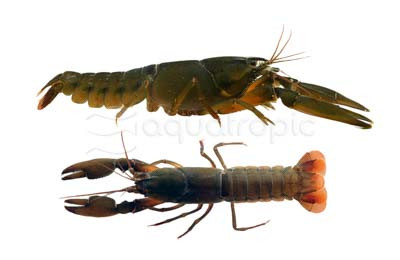 Papua Black Sapphire Lobster :: 90018