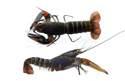 Blue Kong Lobster :: 90021