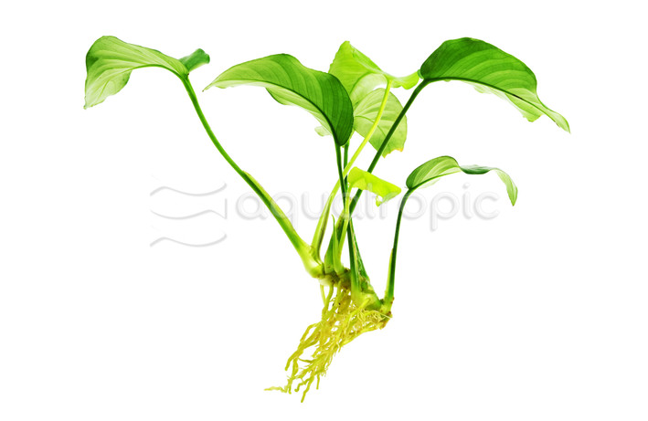 Assorted Loose - bunch :: 80240