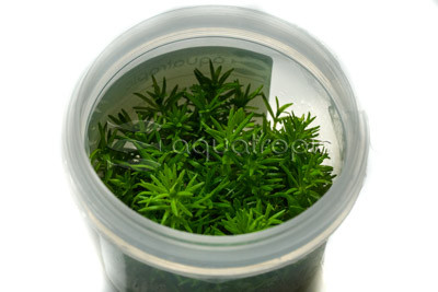 Pogostemon erectus Cup AT :: 80523