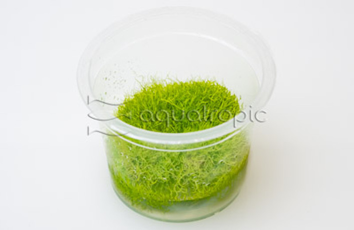 Utricularia graminifolia Cup AT :: 80537